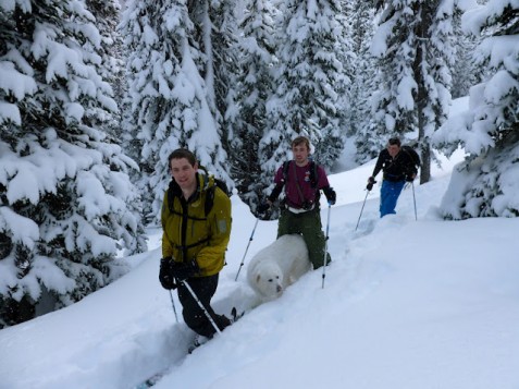 Ski touring with dog