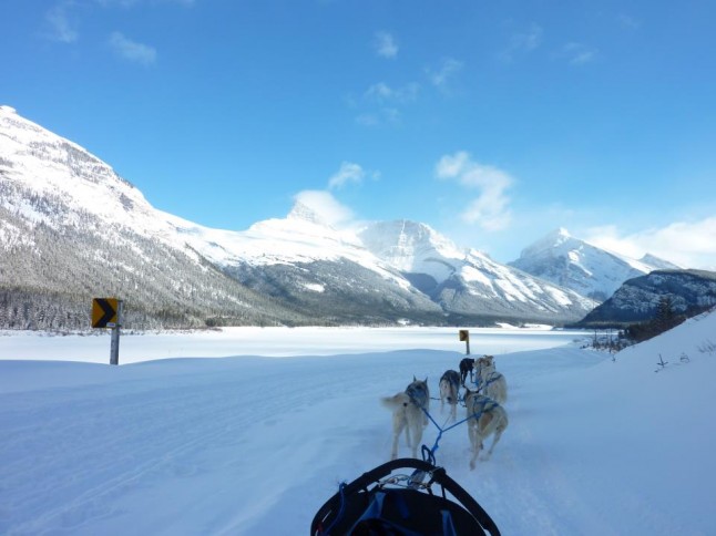 first person shot of dog sledding in Canada