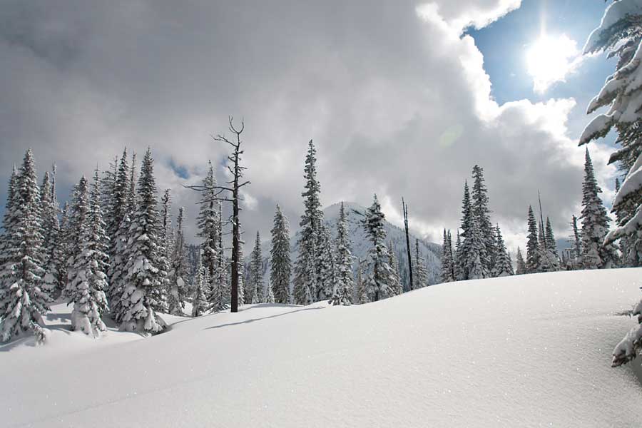 Fresh Fernie snow.