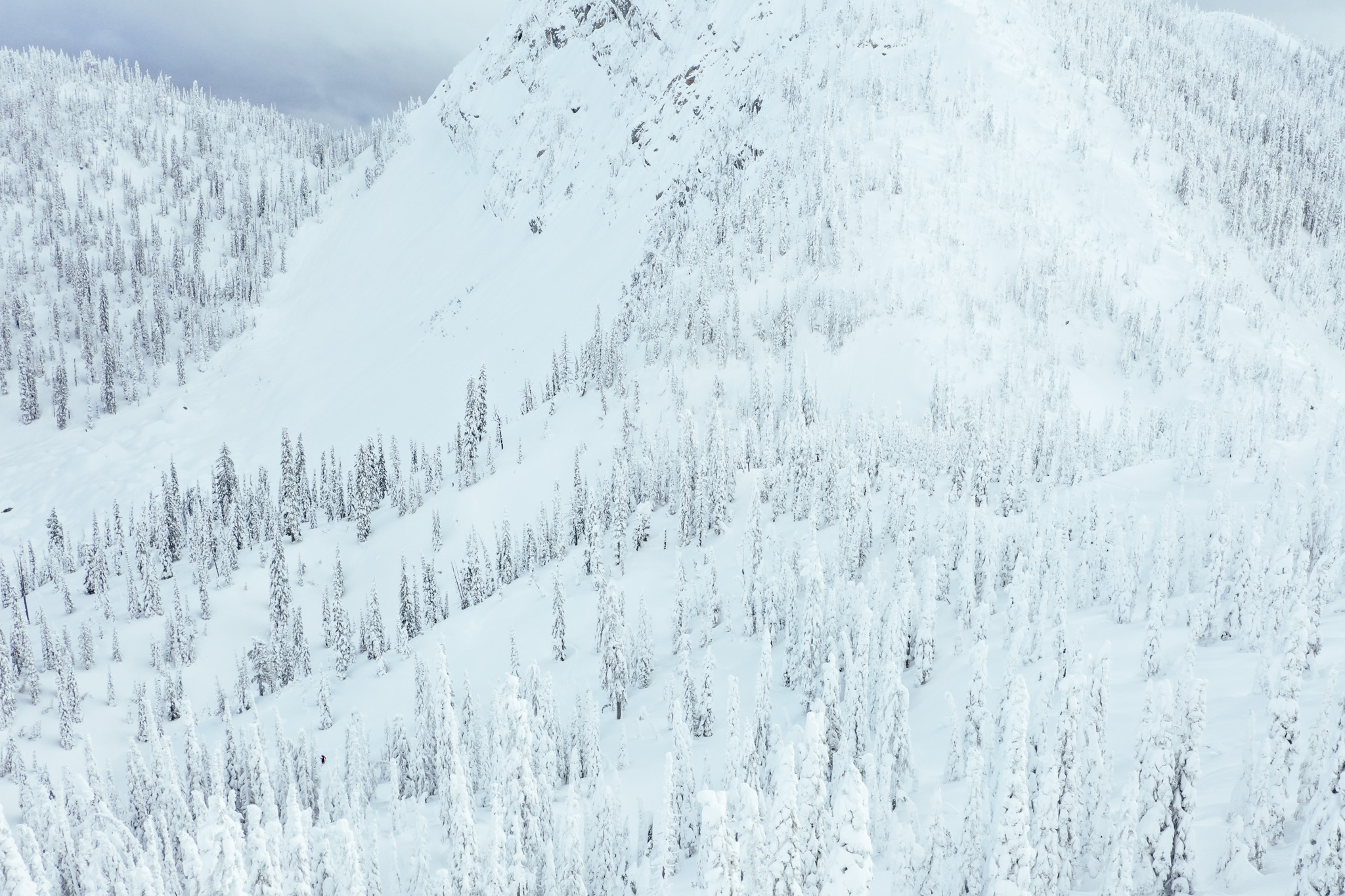 Fernie's famous forests and some of the best weaving tree-riding in Canada